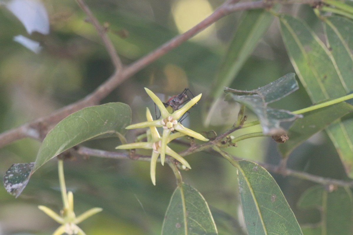 Hydnocarpus castaneus Hook.f. & Thomson